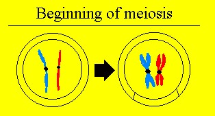 Beginning of meiosis