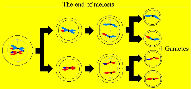 Meiosis continues