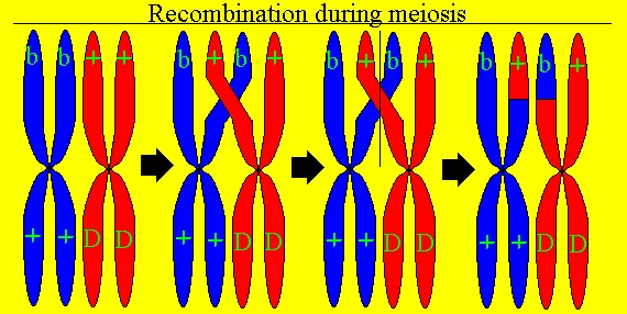 Recombination during meiosis