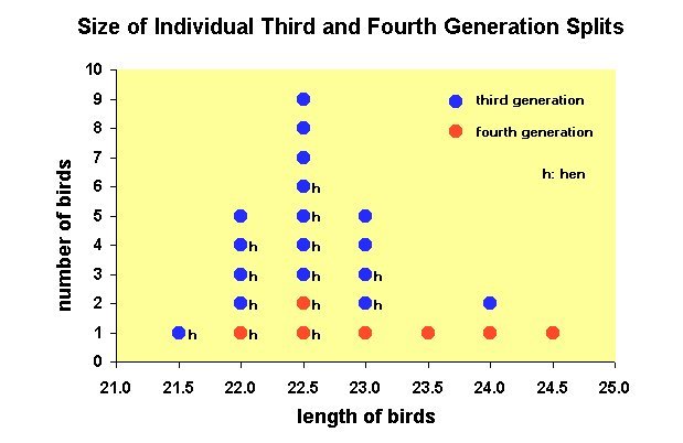Figure: Size distribution of third and fourth generation birds