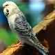 Picture Fallow Budgerigar