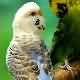 Picture Fallow Budgerigar