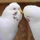 Picture Fallow Budgie