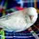 Picture Fallow Budgerigar