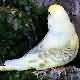 Picture Fallow Budgie