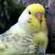 Picture Fallow Budgerigar