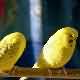 Picture Fallow Budgerigar