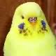 Picture Fallow Budgie