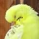 Picture Fallow Budgie