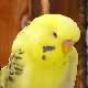 Picture Fallow Budgie