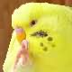 Picture Fallow Budgie