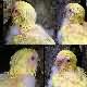 Picture Fallow Budgie