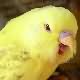 Picture Fallow Budgie