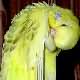 Picture Fallow Budgie