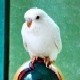 Picture Fallow Budgerigar