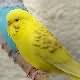 Picture Fallow Budgie