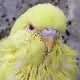 Picture Fallow Budgie